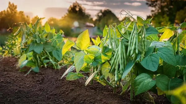 Они должны быть в саду и огороде: эксперты назвали 7 растений, обогащающие почву азотом