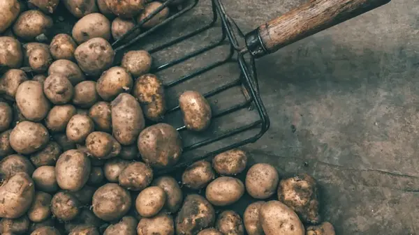 Картофель не будет гнить и не будет прорастать до самой весны: просто положите на клубни вот это