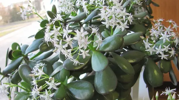 Где поставить денежное дерево, чтобы оно притягивало богатство в ваш дом: лучшие места