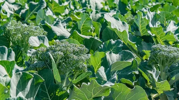 Когда созревает брокколи и как определить ее готовность к сбору