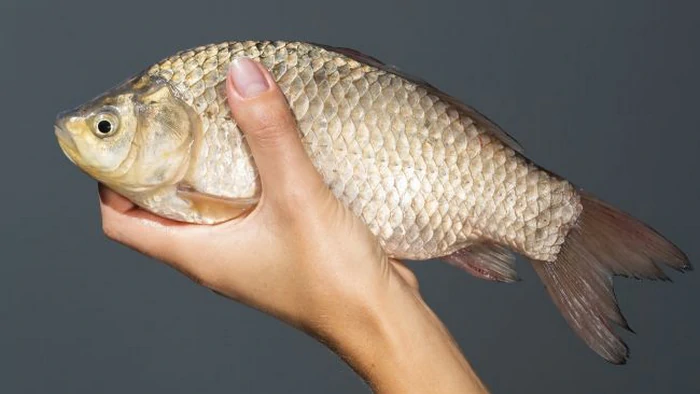 Эта рыба — кладезь витаминов, а стоит «копейки»