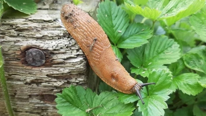 Что нужно сделать на участке в конце сезона, чтобы уничтожить улиток: эффективный метод
