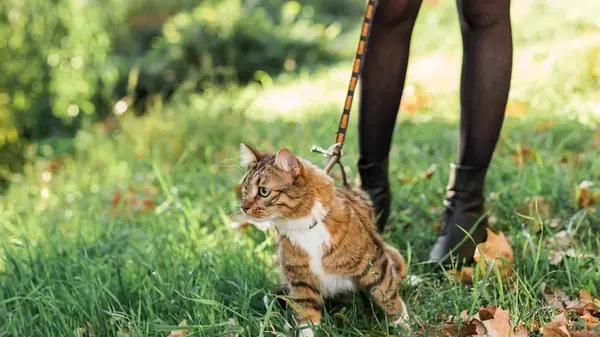 Нужно ли выгуливать кошек: эксперты дали ответ на этот вопрос