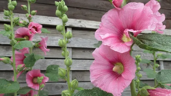 Садоводы рассказали, что делать, чтобы мальвы пышно цвели летом