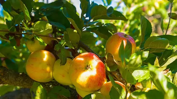 Обработайте этим деревья в конце лета — яблоки не будут червивыми: плодожорка будет обходить ваш сад