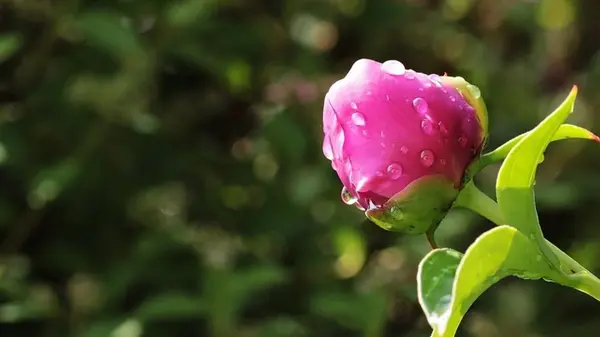 Секрет обильного цветения пионов: сделайте с кустами простую вещь – результат вас удивит