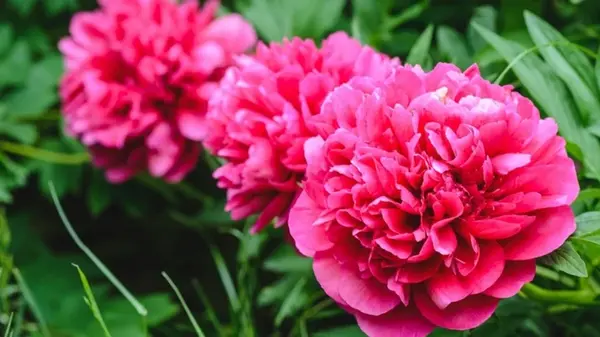 Чем подкормить пион летом, чтобы он пышно цвел весной: садовод раскрыл секрет