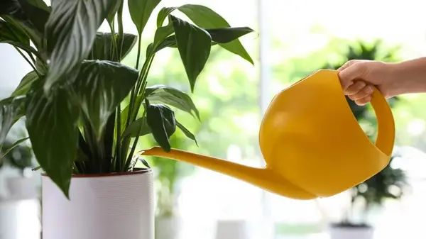 Секреты цветения спатифиллума: что мешает «женскому счастью» выпускать бутоны