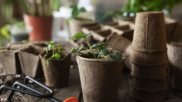 Какие цветы нужно высадить в августе, чтобы сад цвел непрерывно