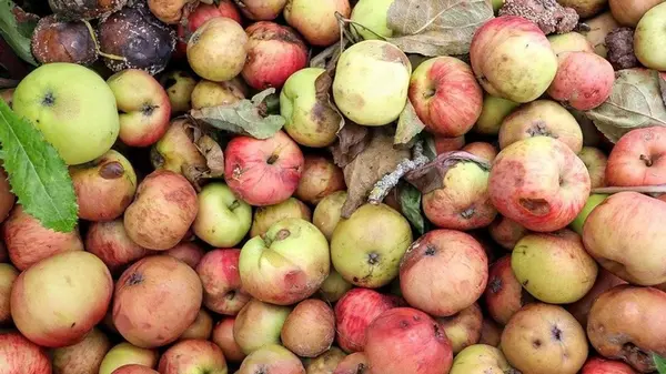 Как использовать опавшие яблоки с пользой — сделать из них яблочный уксус