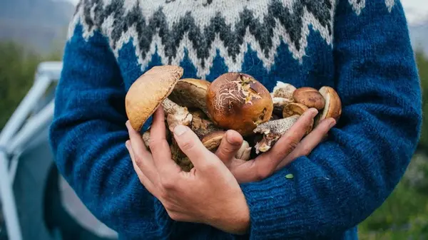 Как правильно собирать и готовить грибы, чтобы не отравиться: советы, которые нельзя игнорировать
