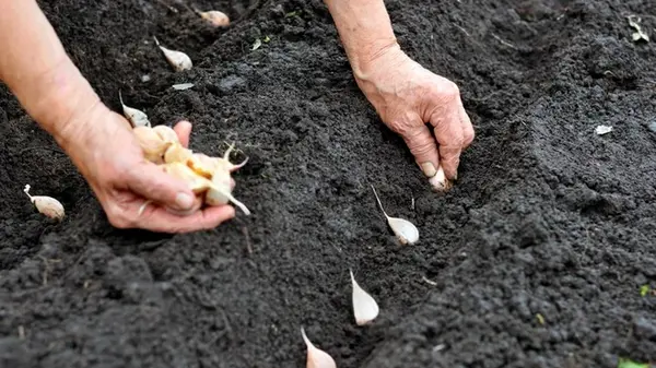 Сажать озимый чеснок в 2025 году нужно именно в эти даты: урожай будет огромным