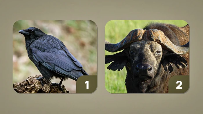 Какое животные выбирают мстительные люди: они никогда не прощают обиды