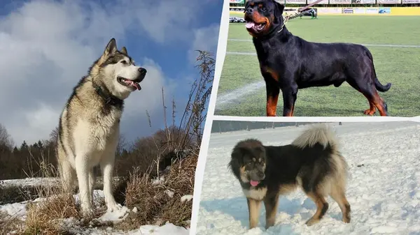 Какие собаки самые сильные в мире: эксперты назвали топ-10 пород