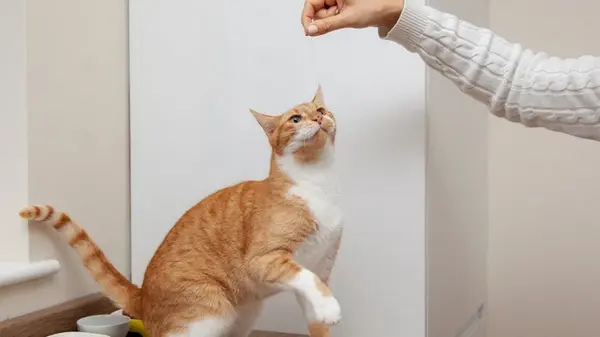 Хвост за еду продадут: 5 пород кошек, которые готовы на все ради того, чтобы им дали лакомство