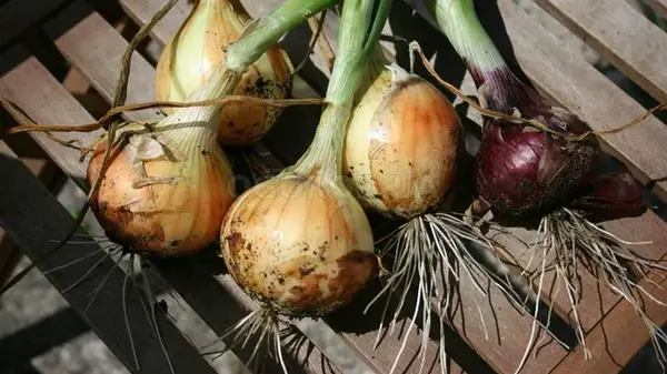 Посадите озимый лук в 2025 году в эти дни, чтобы не примерз и сформировал большие головки