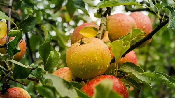 Почему гниют яблоки просто на ветках и как с этим бороться