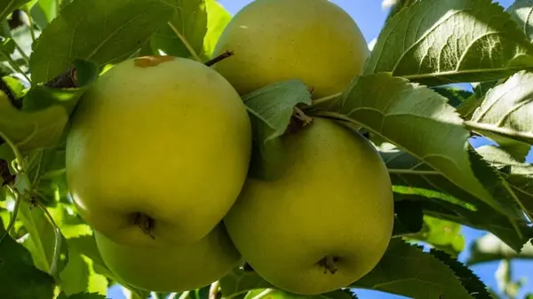 Какие сорта яблок сажать осенью, чтобы плоды долго хранились: Топ-5