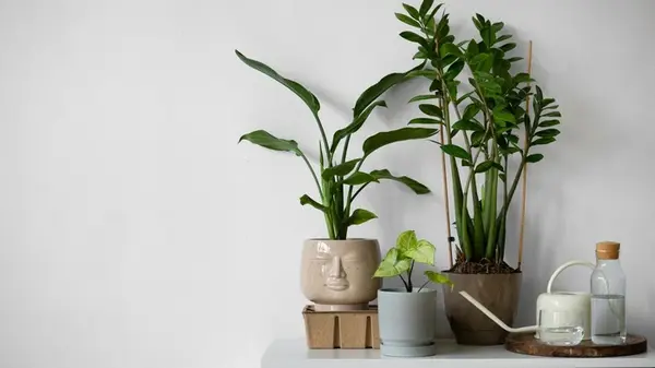 Надежнее хлорки: черную плесень из ванной выгонят эти цветы — метод британских хозяек