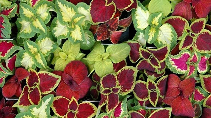 Как сохранить яркие листья комнатных растений: простые хитрости от экспертов