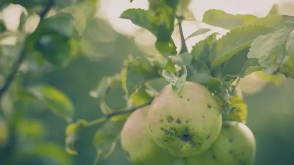 Не спешите спиливать старую яблоню: этот хитрый прием заставит ее снова плодоносить каждый год