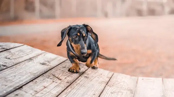 Агрессия и болезни: ветеринар назвал породы собак, которые сам бы не стал держать в доме