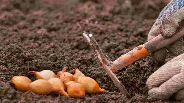 Где нельзя сажать озимый лук, потому что урожая не будет: какие худшие места, а какие лучшие