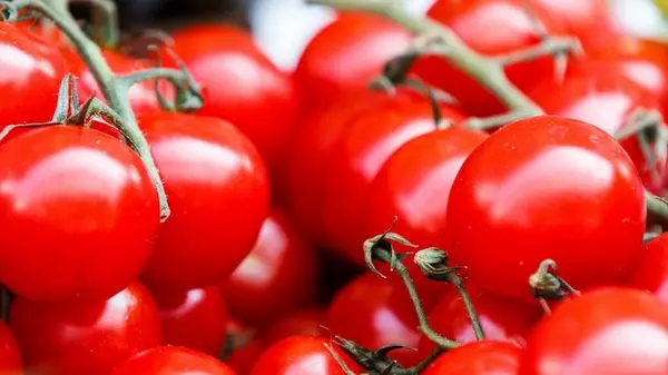 Как хранить помидоры свежими как можно дольше: засыпьте их этим — пролежат до зимы