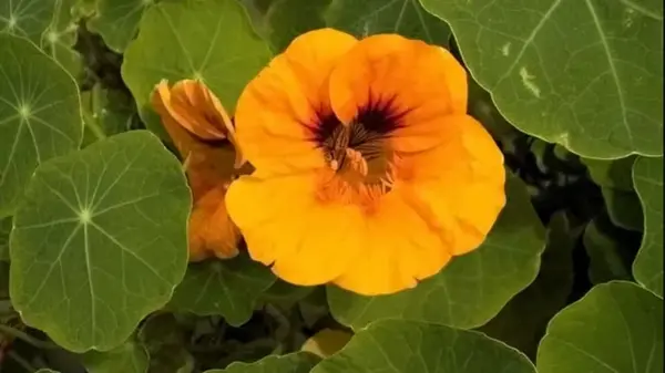 Можно ли выращивать настурцию в горшках: советы экспертов