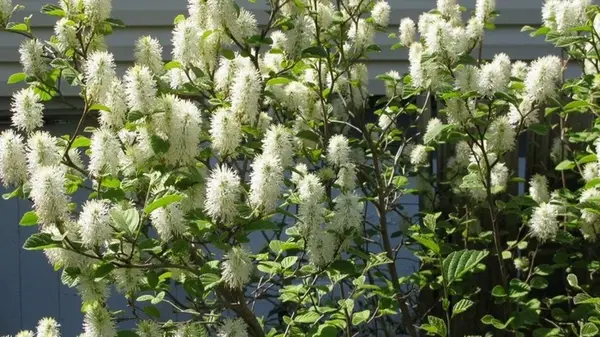 Эксперты назвали пять недооцененных растений, которые идеально подходят для живой изгороди