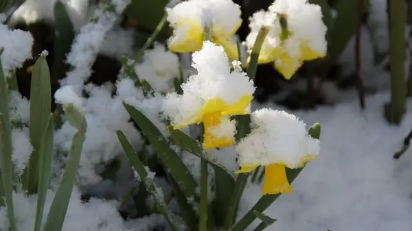 Эксперты назвали 5 многолетних растений, которые нужно посадить в сентябре