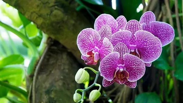 Орхидея зацветёт осенью, если раз в месяц подкармливать её одним простым средством