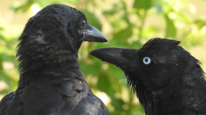 Ученые узнали, могут ли вороны годами мстить одному человеку