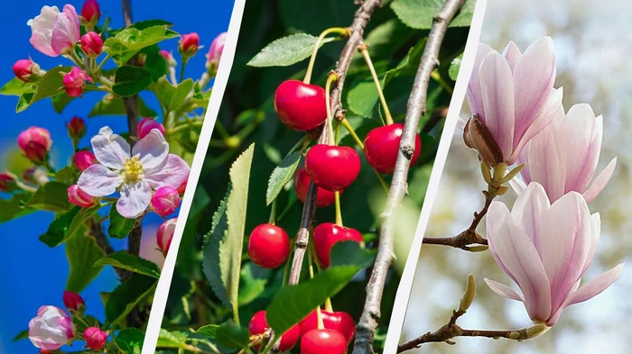 Садоводы назвали 8 деревьев, которые нельзя обрезать осенью