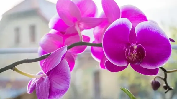 Как заставить орхидею цвести чаще: садовод раскрыл главные секреты ухода