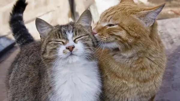 Дружат ли коты с другими котами: эксперты рассказали всю правду о характере животных