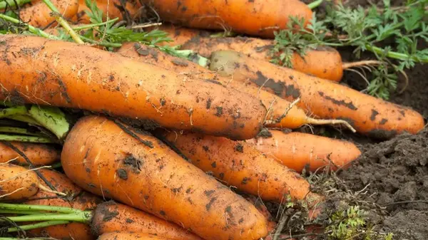 Когда копать морковь, чтобы не гнила, хорошо сохранялась и была вкусной: лучшие дни осени 2025