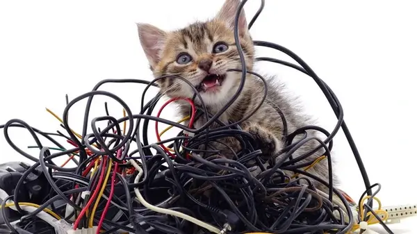 Что делать, если ваша кошка грызет провода: эти причины и решения стоит запомнить навсегда