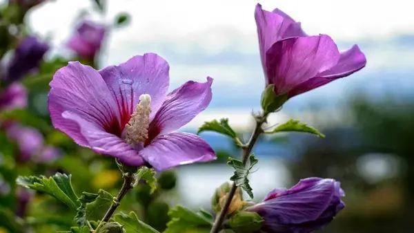 Как правильно обрезать гибискус, чтобы получить пышный куст