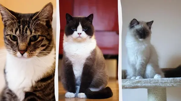 Какие коты лучше всего подходят для начинающих владельцев: эксперты назвали топ-9 пород