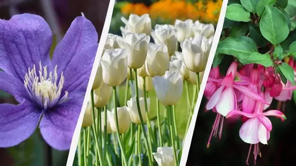 Эксперт назвала 7 растений, которые стоит посадить в саду этой осенью