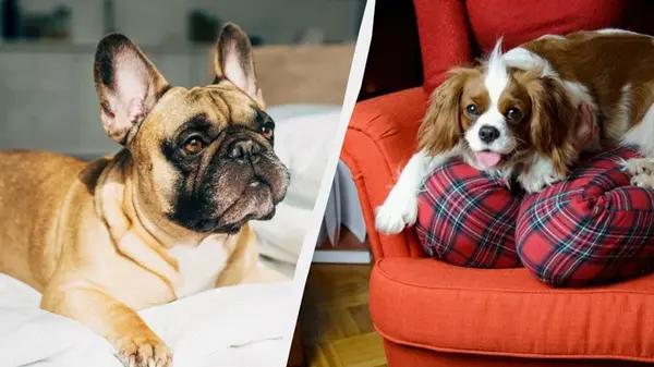 Дорогое лечение и частые болезни: какие собаки «бьют по кошельку»