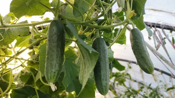 Огурцы будут аж до заморозков: какие сорта можно посеять в сентябре