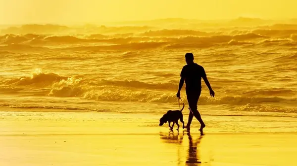 Эксперт по дрессировке собак назвал «лучшую породу на планете» для владельцев-новичков