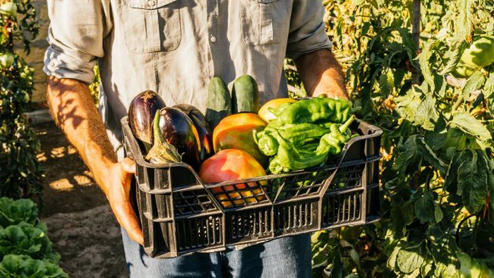 Сырые или вареные? Как получить максимум пользы от овощей и фруктов