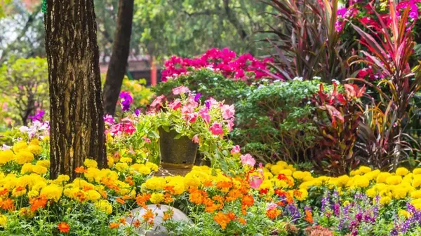 Посадите осенью в приствольные круги фруктовых деревьев эти цветы — забудете о болезнях и вредителях