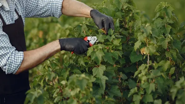 Какие 6 растений из вашего сада нужно обязательно обрезать в сентябре: советы экспертов