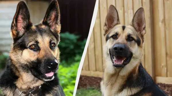 Пять пород собак, похожих на немецкую овчарку: они очень умные и спокойные