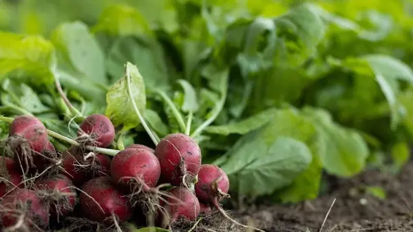 Сентябрь пришел — сеем редис: хитрость специалистов, чтобы получить чрезвычайный урожай