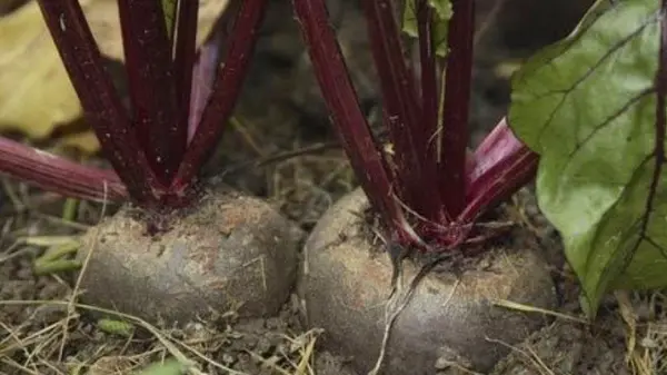 Когда собирать свеклу, как правильно это делать и как сохранять урожай